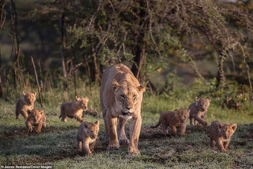 Cuộc sống dịu dàng và tàn khốc đối nghịch trên thảo nguyên