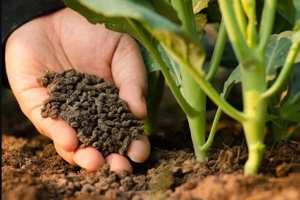 Xây dựng nhà máy chế biến nông sản xuất khẩu sang Nhật Bản tại Hà Tĩnh