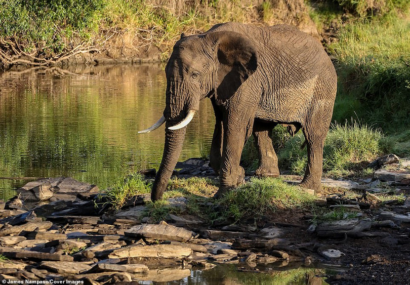 Cuộc sống dịu dàng và tàn khốc đối nghịch trên thảo nguyên