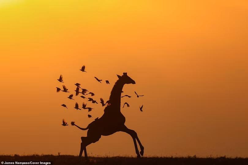 Cuộc sống dịu dàng và tàn khốc đối nghịch trên thảo nguyên