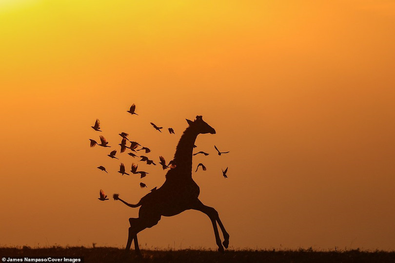 Cuộc sống dịu dàng và tàn khốc đối nghịch trên thảo nguyên