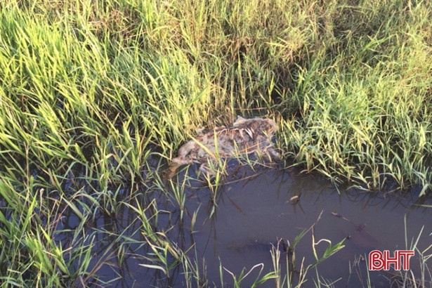 Rùng mình xác lợn chết trôi nổi trên kênh mương ở Cẩm Xuyên