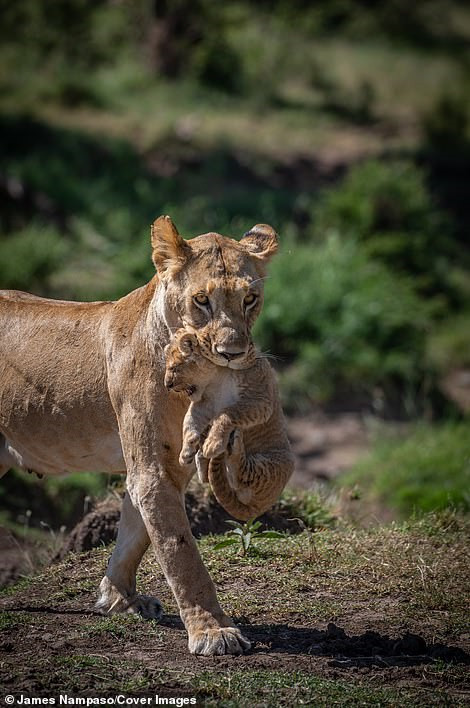 Cuộc sống dịu dàng và tàn khốc đối nghịch trên thảo nguyên