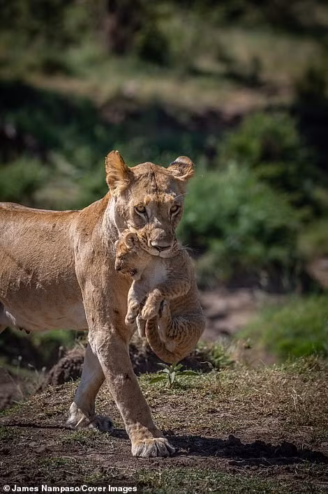 Cuộc sống dịu dàng và tàn khốc đối nghịch trên thảo nguyên