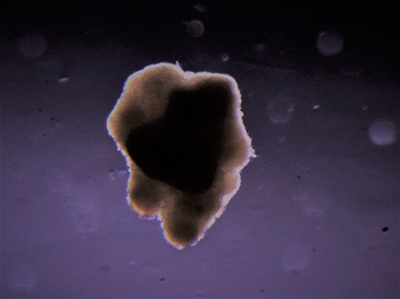 Lần đầu tiên sản xuất được thịt bò trong vũ trụ