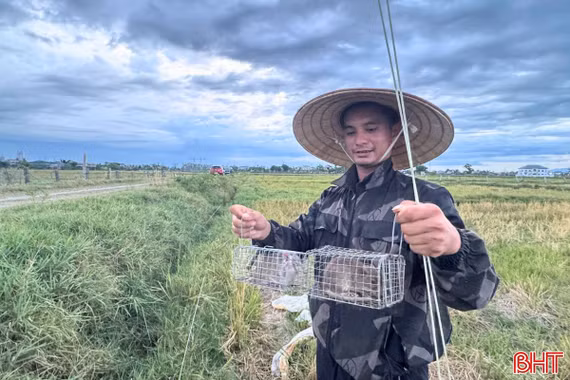 "Thợ săn" chuột đồng