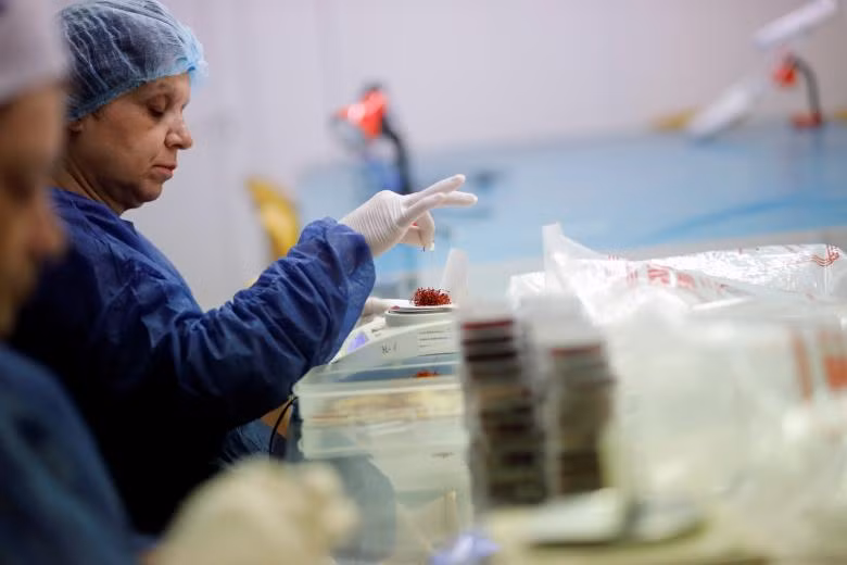 Ngành công nghiệp sản xuất “vàng đỏ” của Hy Lạp