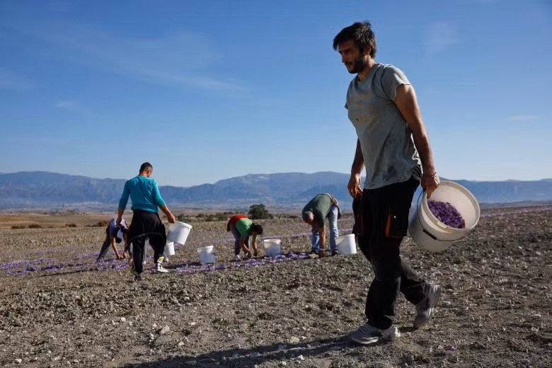 Ngành công nghiệp sản xuất “vàng đỏ” của Hy Lạp