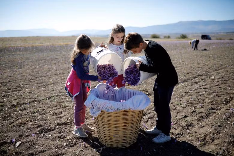 Ngành công nghiệp sản xuất “vàng đỏ” của Hy Lạp