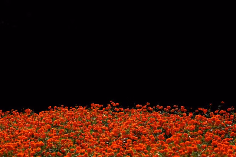 Tưng bừng lễ hội ánh sáng Diwali khắp nơi trên thế giới