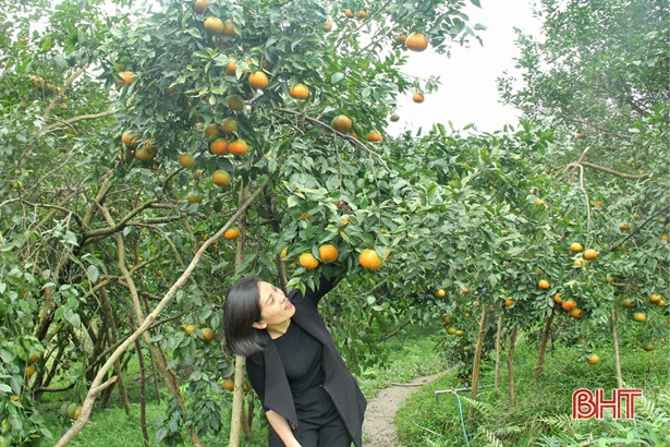 Năng suất 15 tấn/ha, vựa cam Hà Tĩnh sẽ “hái” 466 tỷ đồng