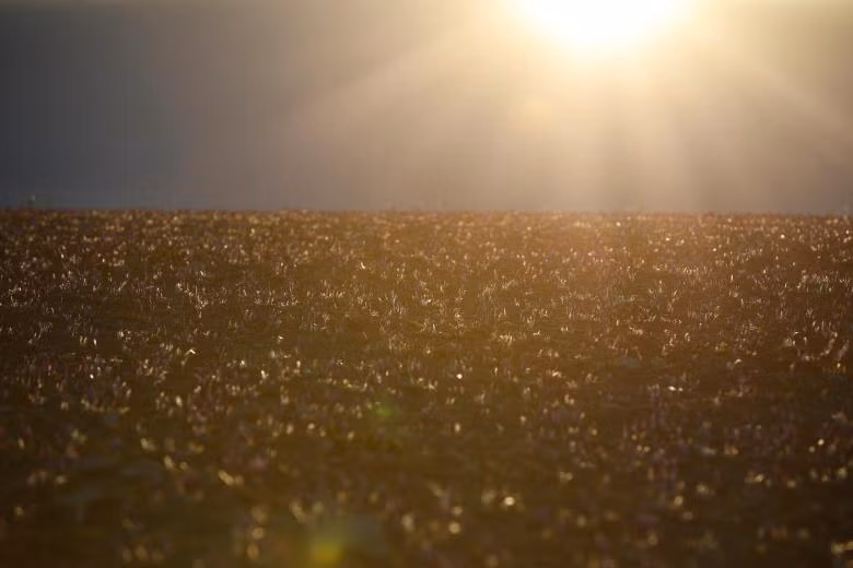 Ngành công nghiệp sản xuất “vàng đỏ” của Hy Lạp