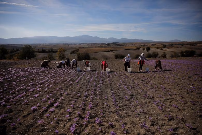 Ngành công nghiệp sản xuất “vàng đỏ” của Hy Lạp
