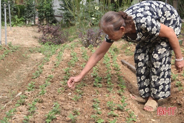 Người dân Hà Tĩnh rộn ràng xuống giống hoa tết