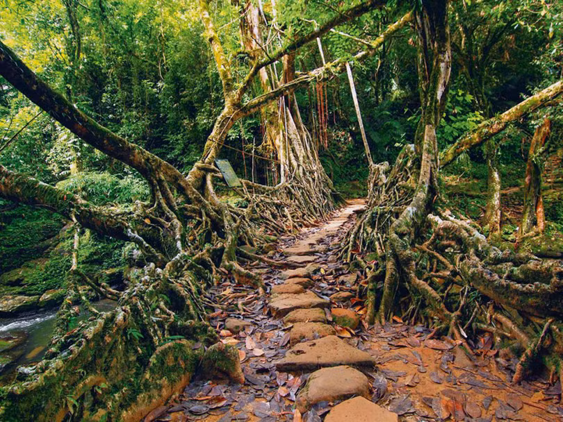 Chiêm ngưỡng những cây cầu kỳ lạ trên thế giới