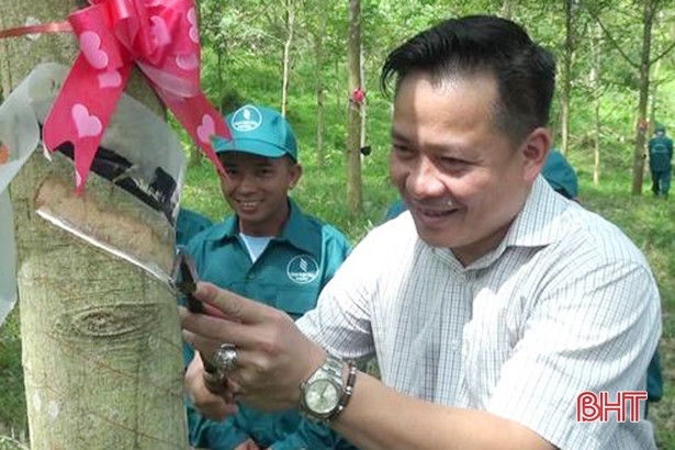 "Vàng trắng" gặp khó, Cao su Hương Khê xin trồng 840 ha keo nguyên liệu ảnh 1 “Vàng trắng” gặp khó, Cao su Hương Khê xin trồng 840 ha keo nguyên liệu