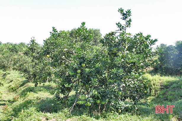 Năng suất 15 tấn/ha, vựa cam Hà Tĩnh sẽ “hái” 466 tỷ đồng