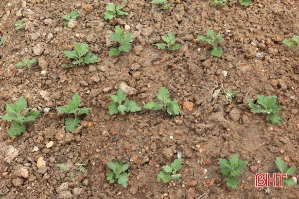 Người dân Hà Tĩnh rộn ràng xuống giống hoa tết