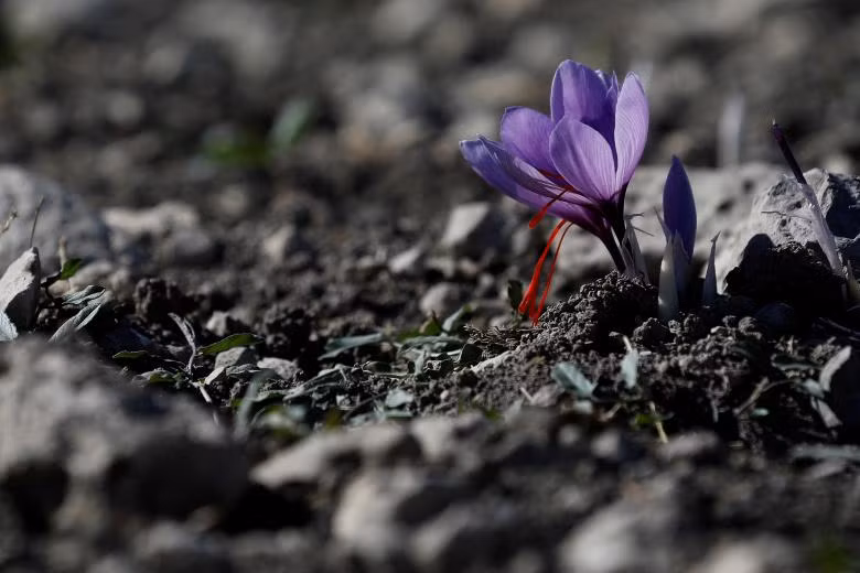 Ngành công nghiệp sản xuất “vàng đỏ” của Hy Lạp