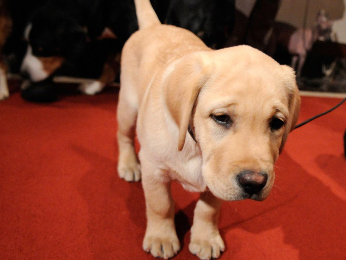 ‘Tan chảy’ với những giống chó cưng ở Mỹ ảnh 12 chay voi nhung giong cho cung o my