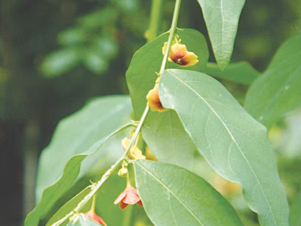 rau ngot la thuc pham cung la thuoc