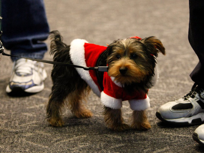 ‘Tan chảy’ với những giống chó cưng ở Mỹ ảnh 15 chay voi nhung giong cho cung o my