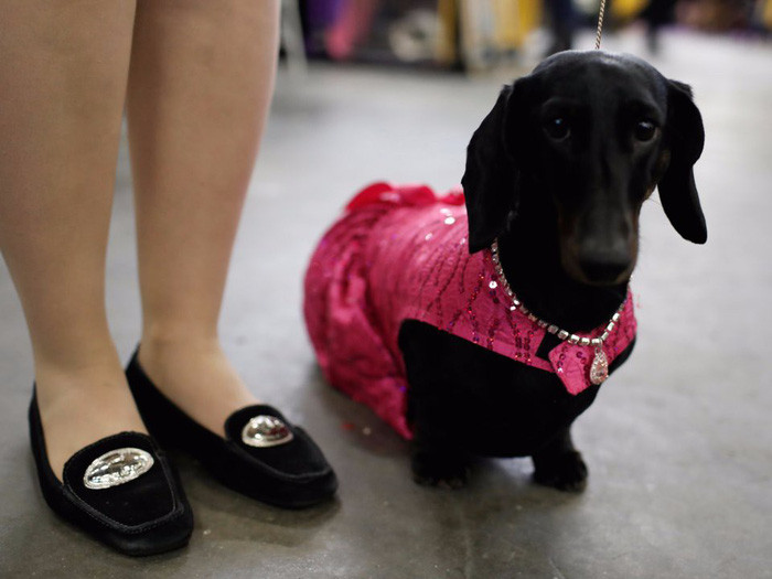 ‘Tan chảy’ với những giống chó cưng ở Mỹ ảnh 2 chay voi nhung giong cho cung o my