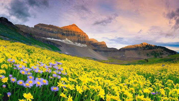 7 noi ngam hoa mua xuan dep ngat ngay