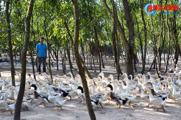 dat cat hoang ven bien ha tinh sinh tien ty