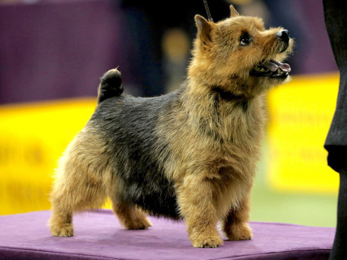 ‘Tan chảy’ với những giống chó cưng ở Mỹ ảnh 17 chay voi nhung giong cho cung o my