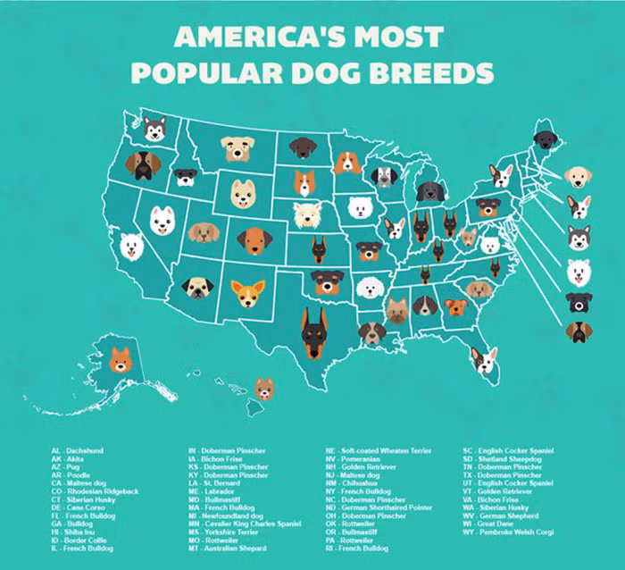  chay voi nhung giong cho cung o my