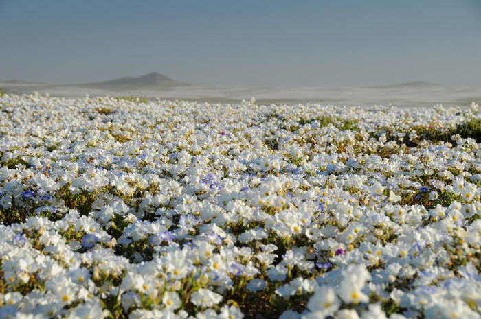 nhung quan tu nhien day sac mau
