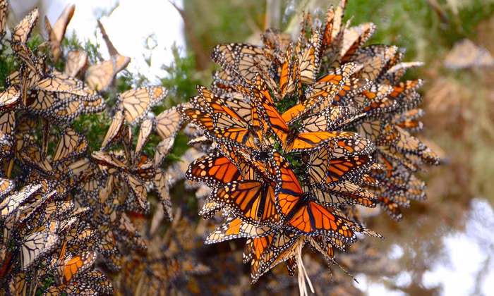 nhung quan tu nhien day sac mau