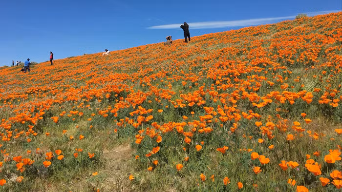 7 noi ngam hoa mua xuan dep ngat ngay