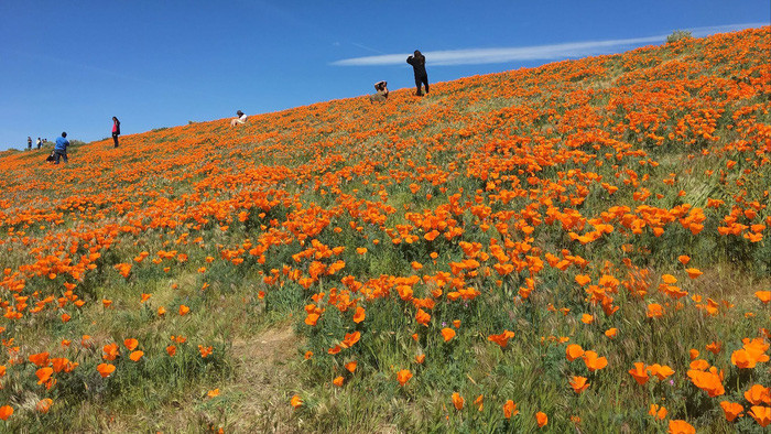 7 nơi ngắm hoa mùa xuân đẹp ngất ngây ảnh 2 7 noi ngam hoa mua xuan dep ngat ngay