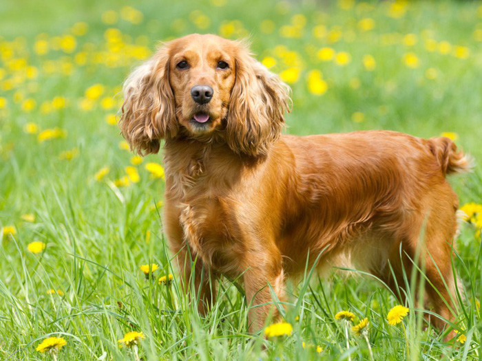 ‘Tan chảy’ với những giống chó cưng ở Mỹ ảnh 20 chay voi nhung giong cho cung o my
