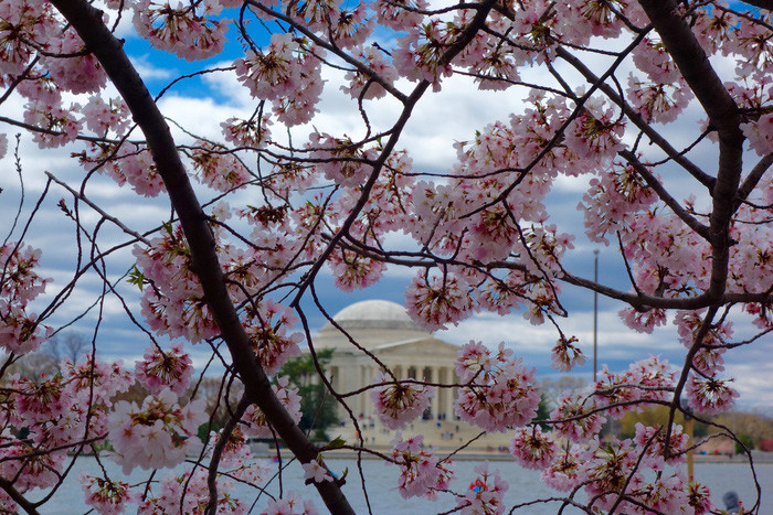 7 nơi ngắm hoa mùa xuân đẹp ngất ngây ảnh 7 7 noi ngam hoa mua xuan dep ngat ngay