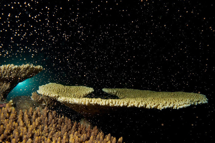 nhung quan tu nhien day sac mau