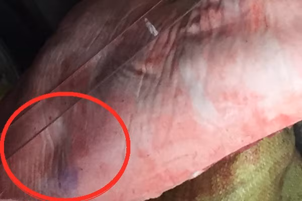 gia dau kiem dich tuon thit lon vao cho son