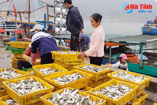 cang cua sot don 400 tan ca trich tu doan tau 40 chiec