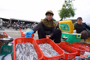 Đi chợ Đạo "săn" mực nháy bãi ngang