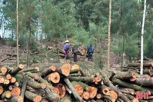"Xẻ thịt" rừng phòng hộ ven biển Hà Tĩnh