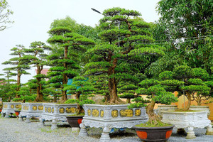 Thị trường cây xanh tâm linh tại Hà Tĩnh sôi động dịp cận Tết 2026