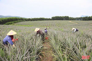 17 xã ở Hà Tĩnh đăng ký trồng hơn 653ha dứa liên kết