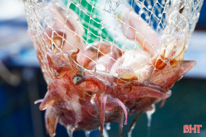 Mực nhảy Vũng Áng "đến hẹn lại lên"