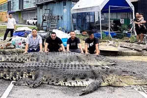 Cá sấu nước mặn dài 5,5m bị tiêu diệt tại Malaysia