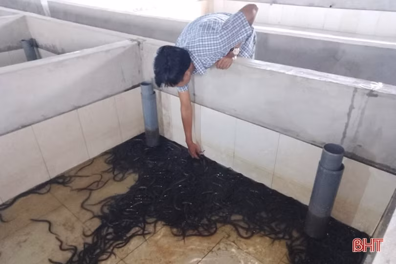 Lộc Hà chú trọng sản xuất nông nghiệp hữu cơ, sản phẩm sạch