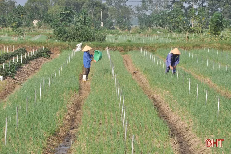 Nông dân Hà Tĩnh nhanh tay khôi phục sản xuất vụ đông