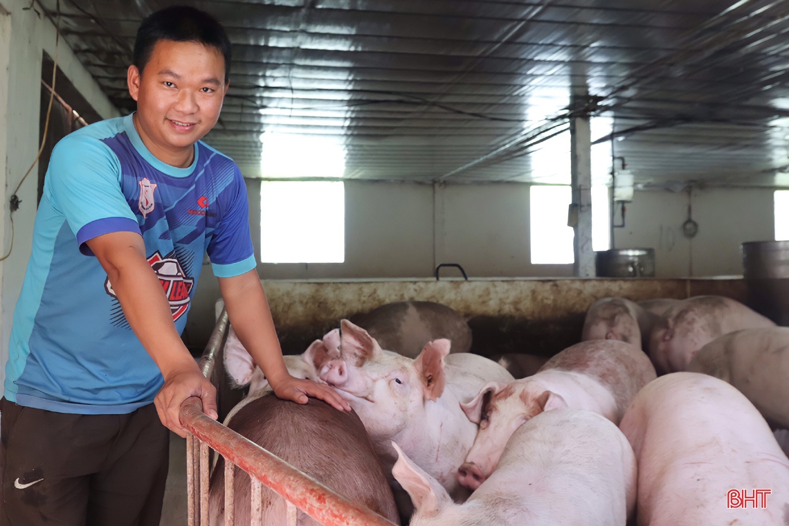 Thăm trại lợn đầu tư tiền tỷ ở huyện miền núi Vũ Quang