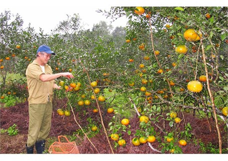 Ông Oánh bên gốc cam 2 năm tuổi của mình Ông Oánh bên gốc cam 2 năm tuổi của mình